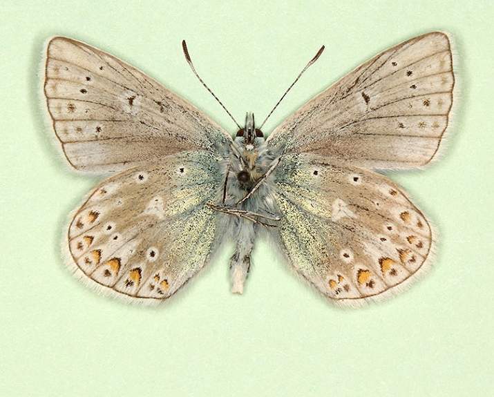 Polyommatus icarus male (aberrant form subobsoleta 2) (Internet Image property of respective owner, non-commercial use only)